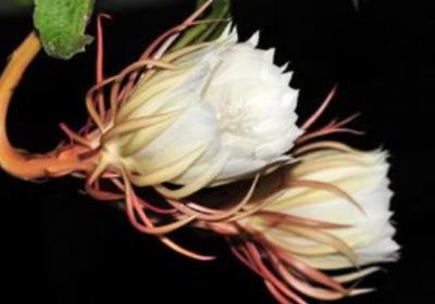 昙花要养几年才开花怎么养,怎么修剪