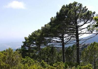 哪些野生树桩可做盆景附制作方法