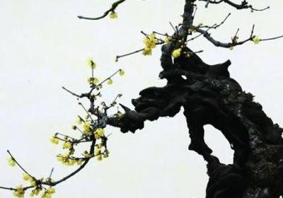 腊梅老桩怎么修剪,什么时候剪