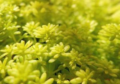 黄金万年草的养殖方法