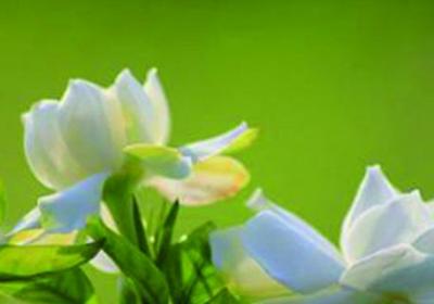 栀子花什么时候开,怎么养才能开