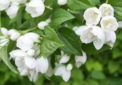 茉莉过冬枝条要剪光吗,修剪方法图解