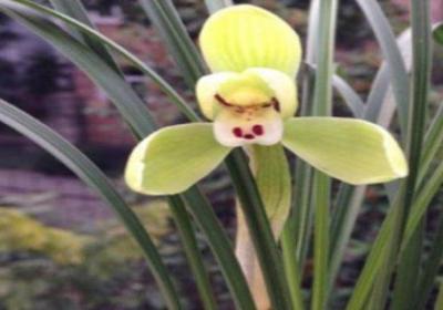 怎样给兰花换盆：什么时间、什么土栽培最好？