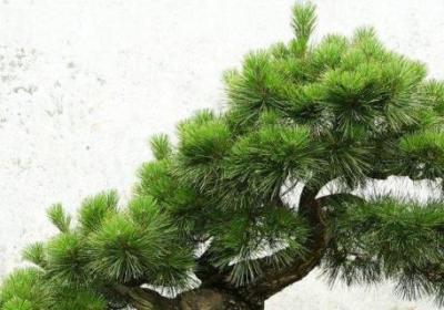 盆栽松树怎么养殖,如何上盆？