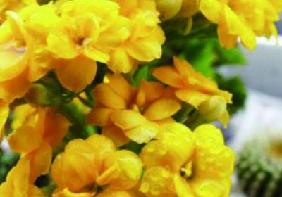 如何让长寿花多开花,长大长壮？