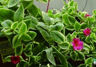 牡丹吊兰秋天怎么养