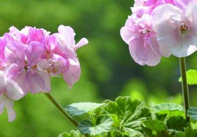 天竺葵适合屋顶花园养么,适合放室内吗?