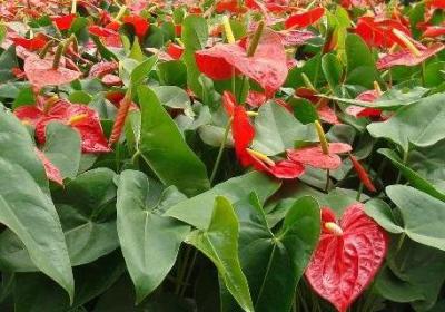 怎样给红掌下肥,施什么肥能开花？