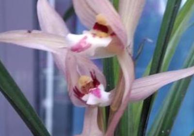 兰花的花语,送兰花代表什么意思？