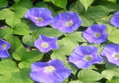 牵牛花秋天怎么养