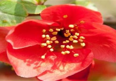 石榴花秋天怎么养