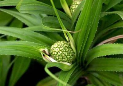 露兜树果实能不能吃,果子如何剥开？