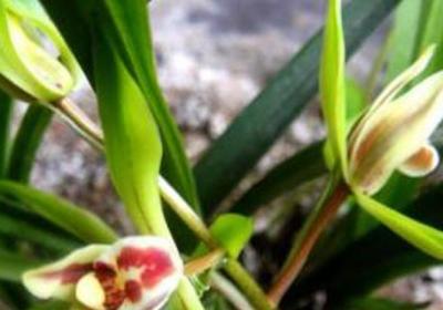 兰花怎么养才能旺盛、枝繁叶茂？