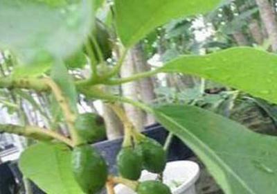 牛油果树盆栽会结果吗,怎么种植才结果？