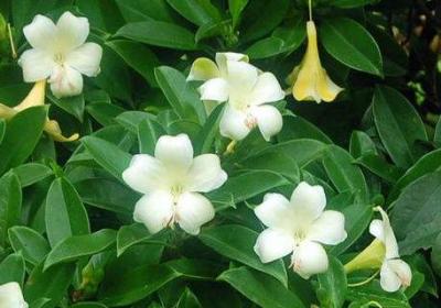 非洲茉莉秋天怎么养