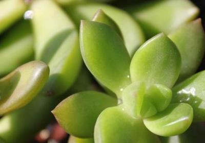 多肉植物铭月怎么养：如何修剪和养胖？
