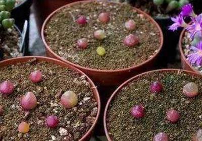 多肉灯泡怎么养,几年开花？能长多大？