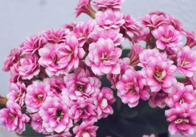 长寿花秋季需要掐尖吗
