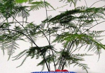 水养怎样养文竹更茂盛,多久换一次水？