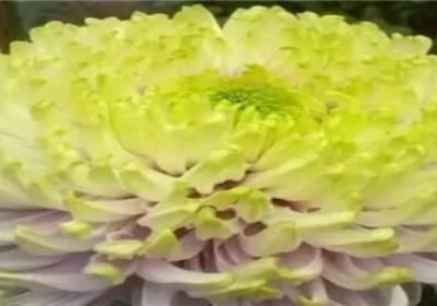 菊花花期需要施肥吗