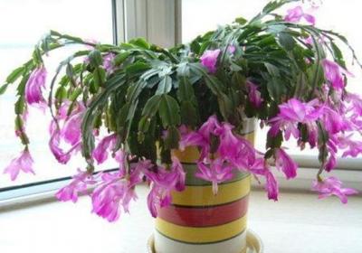 “蟹爪兰”迟迟不开花,往土里丢1粒“小药片”,问题就解决了