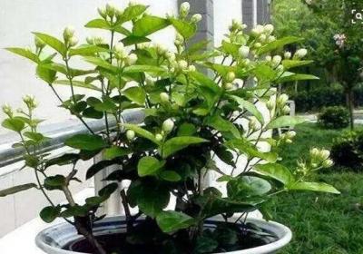 “茉莉”秋冬这么养,过完年绿芽发不断,开花满园香！