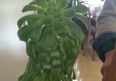 冬天之前,给花浇点“它”,土壤不结块儿,植物长得旺