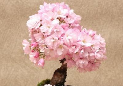 樱花秋天怎么养