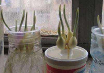水养大蒜要每天换水吗