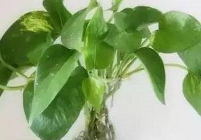 水培绿萝叶片发黄怎么办