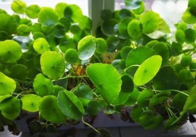 天一冷,这4种花要搬回屋,风一吹叶子就变黄！