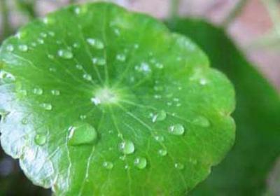 铜钱草秋天怎么养