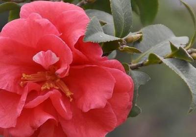 茶花秋天怎么养