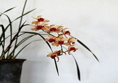 如何判断兰花该浇水了