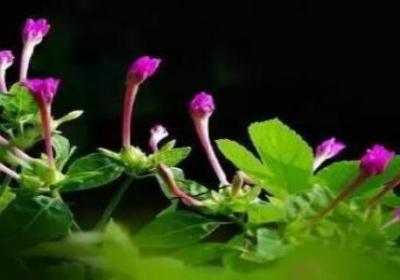 紫茉莉怎么多开花
