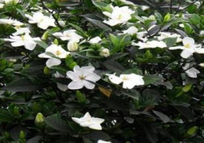 秋天栀子花开吗