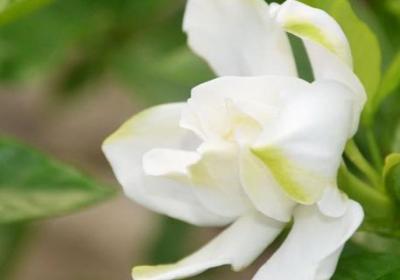 栀子花为啥叶子发焦