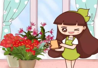 长寿蟹爪兰这么浇水,叶子胖成球,开花100朵！