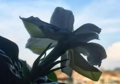 栀子茉莉,秋冬这样养,枝条壮实好过冬！