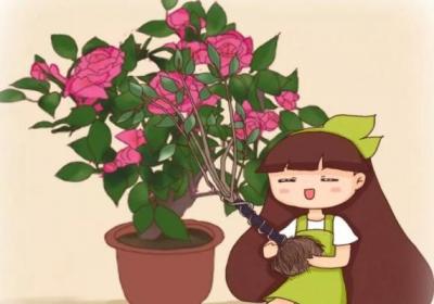 入秋这样养茶花,朵朵压满枝,开花红艳艳！