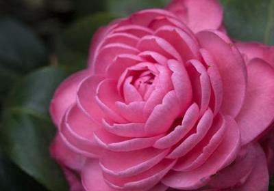 小茶花怎么养殖