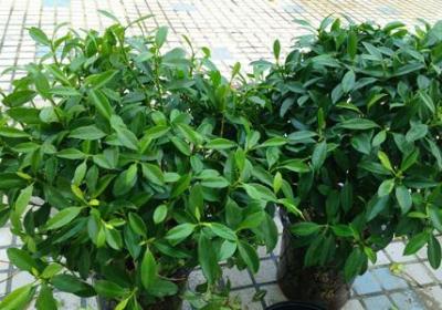 平安树怎么养才茂盛
