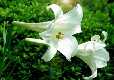 “百合”冬天也能养？做好这1点,安全度过冬天