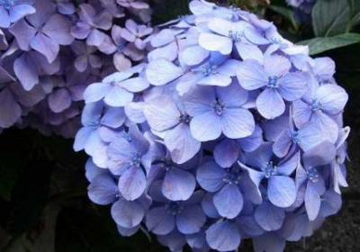绣球花的养殖方法