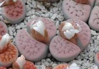 生石花修根后浇水吗