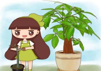 发财树也能播种？1个果1根枝,多到阳台放不下！