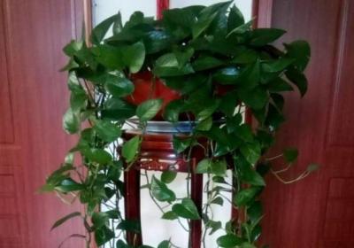 爱吃醋的5种花,兑水喷一喷,叶子变得绿油亮！