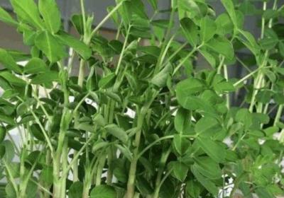 花生插水里,比绿萝还好看,1棵结果50个！