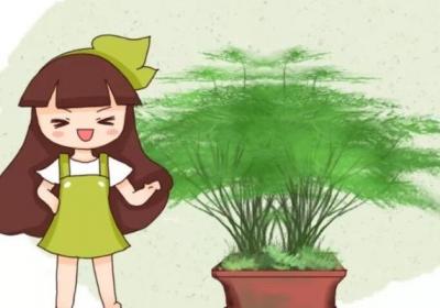 一张扑克牌,文竹毫发无伤变2盆,简直神操作！