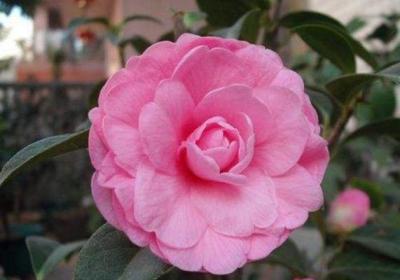 茶花施肥有妙招,一年四季都不同,这些你都知道吗？